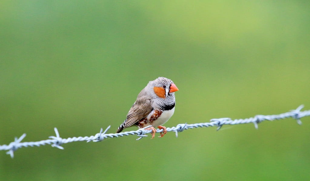 Zebra finch, a beautiful little bird with patches of orange and black and white zebra stripes on it face and wings and other black, white, grey, tan and brown markings on its body and wings. Credit: Nicola Brookhouse/DCCEEW &copy; DCEEWW 