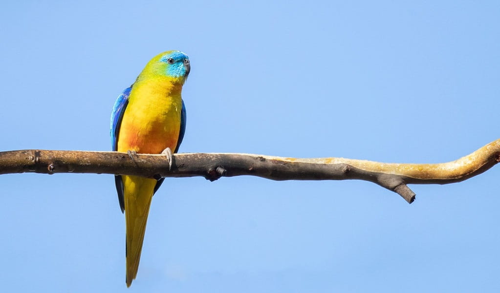 Turquoise parrot, with golden yellow body, turquoise and white face markings, and bottle blue, turquoise and white wings. Credit: Matt Wright/DCCEEW &copy; DCEEWW 