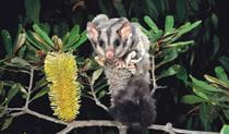 Squirrel glider resting on a banskia in the bush at night. Credit: Pavel German/DCCEEW &copy; DCEEWW