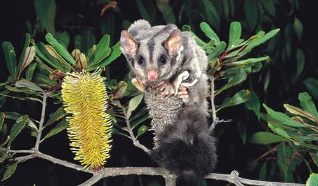 Squirrel glider in the bush near a wattle in bloom. Credit: Pavel German/DCCEEW &copy; DCEEWW