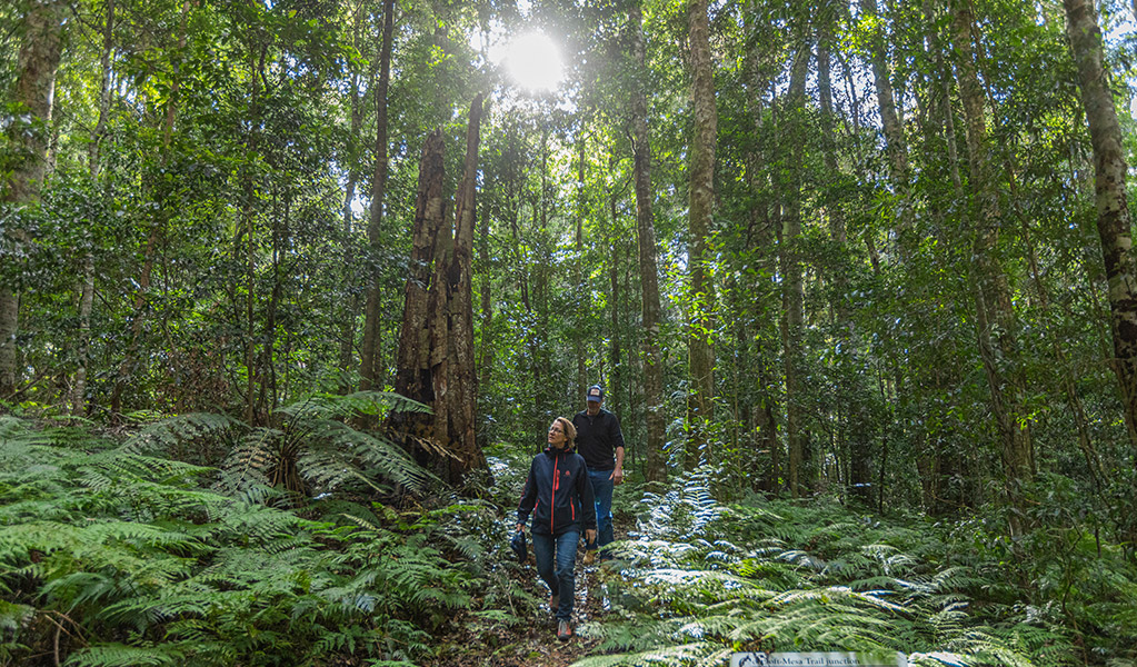 Two hikers in lush rainforest on Carabeen walk in Werrikimbe National Park. Credit: Josh Smith &copy; Josh Smith/DCCEEW