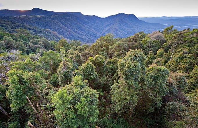 The Gondwana Rainforests Of Australia Nsw National Parks