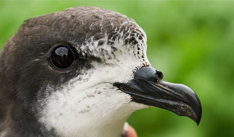 Close up profile view of a threatened Gould's petrel adult bird. Photo: David Gallan &copy; David Gallan