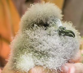 Close up of a Gould's petrel chick being held by a researcher. Photo: Johny Spencer © DCCEEW.