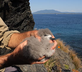 A researcher holds a Gould's petrel chick by the rocky coast of Barunguba Montague Island. Photo: David Gallen © David Gallen.