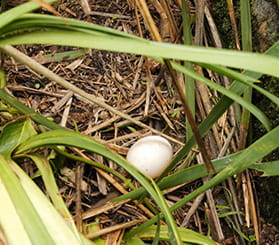 A Gould's petrel egg in a nest of mat-rush and poa grass on Barunguba Montague Island. Photo: David Gallen © David Gallen.