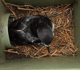 Looking down into a green nest box filled as a Gould's petrel adult bird enters. Photo: David Gallen © David Gallen.