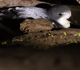 A Gould's petrel within a rock crevice burrow on Barunguba Montague Island Nature Reserve. Photot: David Gallen © David Gallen.