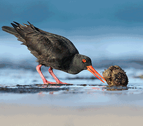 GIF image with 3 images of sooty oystercatcher birds on a beach, on a rock, eggs, and nesting on the ground. Photos: Leo Berzins © Leo Berzins; Michael Jarman © Michael Jarman; Isaac Wood © Isaac Wood.