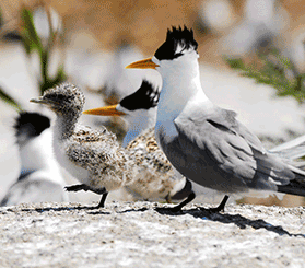 GIF with 7 images of crested tern birds, nests and chicks on Barunguba Montague Island. Photos: Stuart Cohen © Stuart Cohen and DCCEEW