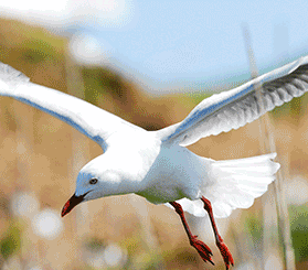 GIF with 5 images of silver gulls flying and nesting on Barunguba Montague Island. Photos: Stuart Cohen © Stuart Cohen and DCCEEW