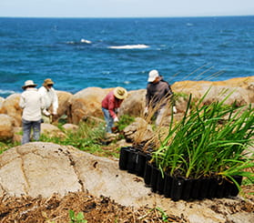 Close up of native grass in punnets ready for replanting on Barunguba Montague island, with volunteers in the background. Photo: Stuart Cohen © Stuart Cohen and DCCEEW