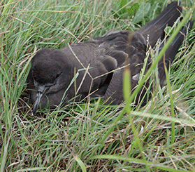 GIF with 3 images: an adult wedge-tailed sitting in long grass, and 2 images of chicks in burrows. Photos: Rosie Nicolai © Rosie Nicolai