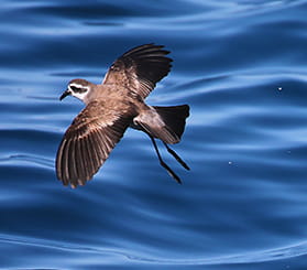 Profile view of a white-faced storm petrel in flight above water. Photo: © Manakin/Shutterstock.com