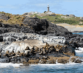 GIF with 6 photos of the fur seal colony and seals at Barunguba Montague Island. Photos: © Stuart Cohen; © David Gallen; Johny Spencer © DCCEEW