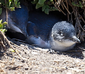 Two juvenile little penguins emerge from a burrow under vegetation. Photo: © Eugene Sim/Shutterstock.com