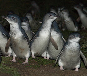 Close up spotlight view of many little penguins walking up patchy grass to their burrows. Photo: Stuart Cohen © Stuart Cohen and DCCEEW