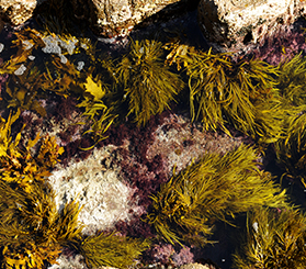 Close-up of green marine plants growing on rocks exposed at low tide. Photo: Stuart Cohen © Stuart Cohen and DCCEEW