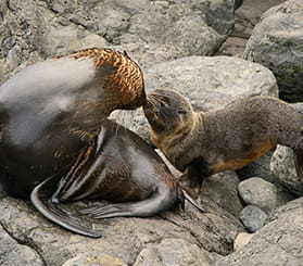 A female fur seal 'noses' a fur seal pup while sitting on rocks. Photo: David Gallen © David Gallen