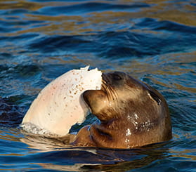 A fur seal in the water plays with a fish in its mouth. Photo: David Gallen © David Gallen