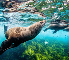 Underwater view of seals swimming. Photo: © Nicole McLachlan/Shutterstock.com