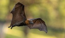 A grey-headed flying-fox flying with blurred yellow-green forest in the background. Photo: &copy; Nick Edards