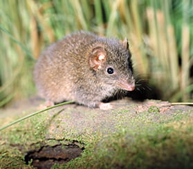Close up view of a brown antechinus, a mouse-like Australian native marsupial. Photo: Ken Stepnell @copy; DCCEEW