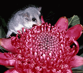 A GIF compilation of images of the eastern pygmy-possum. Photos: istock.com/Ken Griffiths; Ken Stepnell © DCCEEW; Ian Bool © DCCEEW; Sue Brookhouse © DCCEEW