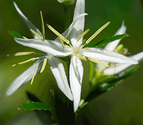 A GIF image compilation showing the white star-shaped flowers, green seed casings, and leafy foliage of the Haloragodendron lucasii shrub. Photos: Mark Ooi © UNSW; Pete Taseski © Pete Taseski; Matt Bollinger © Matt Bollinger; Ian Radosavljevic © Ian Radosavljevic