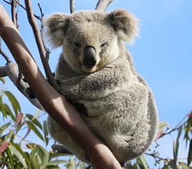A koala sits in a eucalypt tree. Photo: Sten Anyon-Smith © Steve Anyon-Smith