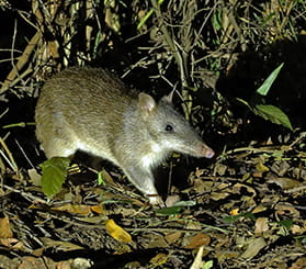 A long-nosed bandicoot at night on a leaf-strewn woodland ground. Photo: iStock.com/Neil Bowman