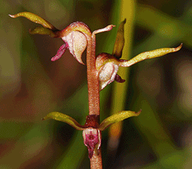 GIF with close-up images of flowering Bauer's midge orchid, spider orchid, and eastern underground orchid. Photos: Lachlan Copeland © Lachlan Copeland; Peter Lockhart © Peter Lockhart
