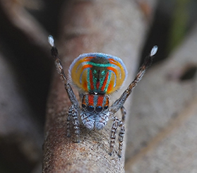 Close up of a maratus volans peacock spider performing a courtship dance on a fallen branch. Photo: iSotck.com/crbellette