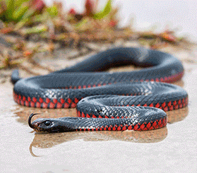 GIF image with 3 pictures of red-bellied black snakes. Photos: iStock.com/Ken Griffiths; Shutterstock; Doug Hewitt.