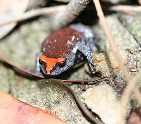 Looking down at a red-crwoned toadlet amongst leaf litter. Photo: Kelly Nowak © Kelly Nowak.