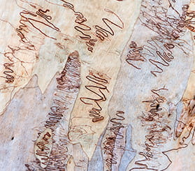 Close up of a scribbly gum tree's bark with distinctive markings made by moth larvae. Photo: Michael Van Ewijk © DCCEEW