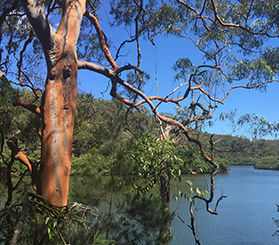A Sydney red gum, also known as smooth-barked apple or angophora, towers above a waterway in Ku-ring-gai Chase National Park. Photo: Natasha Webb © Natasha Webb