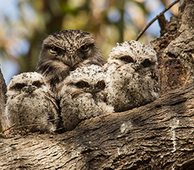Three young tawny frogmouths sit on a tree branch with an adult bird behind them. Photo: Brayden Stanford © Brayden Stanford