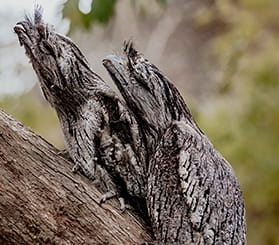Profile view of two tawny frogmouth birds imitating a tree branch. Photo: Ana Maria Garcia © Ana Maria Garcia