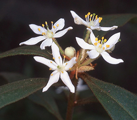 Close up of white, star-like flowers of the endangered plant asterolasia elegans. Photo: Barry Collier © Barry Collier