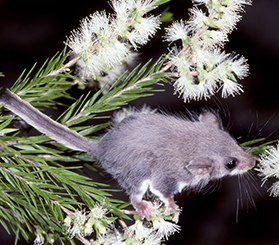 Close up of a feathertail glider perched on a plant. Photo: iStock.com/Ken Griffiths