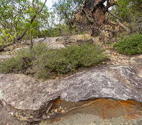 Plants grow amongst cracked Hawkesbury sandstone on an escarpment in Marramarra National Park. Photo: John Spencer © DCCEEW
