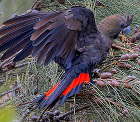 Close up of a glossy black cockatoo with wings open, eating seeds while perched on a she-oak tree. Photo: Charles Dove © Charles Dove