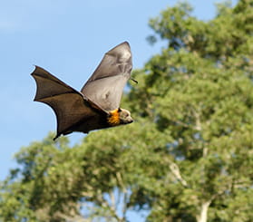 A grey-headed flying-fox with wings in a 'v' shape flies past trees. Photo: Shane Ruming © Shane Ruming