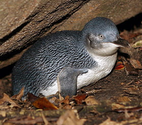 A little penguin lays on its belly under a rock. Photo: Peter Tatsikis © Peter Tatsikis