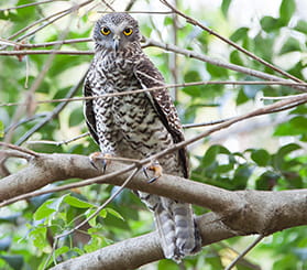 An adult powerful owl seen behind thin tree branches, with green leaves behind it. Photo: Rosie Nicolai © Rosie Nicolai
