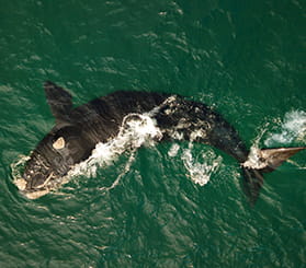 Aerial view looking down at a southern right whale at the water surface. Photo: Lachlan Hall © Lachlan Hall