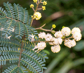 GIF with 3 images showing creamy yellow flowers and green foliage of sunshine wattle subspecies eastern suburbs. Photos: Johny Spencer © DCCEEW