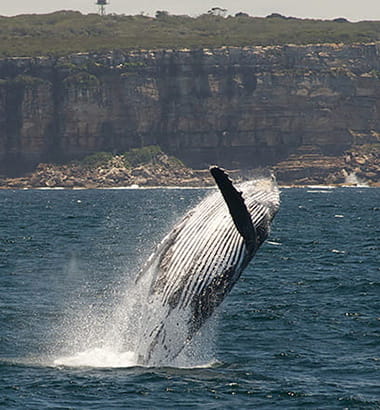 A humpback whale breaching on the NSW coast. Credit: Paul Bieboer &copy; DCCEEW
