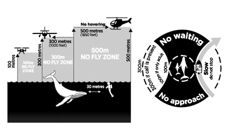 whale-watching-approach-zones.jpg